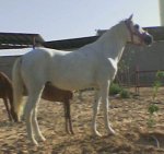 خيل.jpg