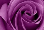 0602211037241purple_rose2.jpg