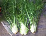 fennel.jpg