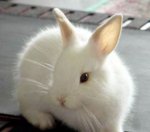 rabbit-0073.jpg