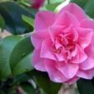 Camelia