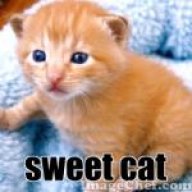 sweet cat