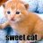 sweet cat